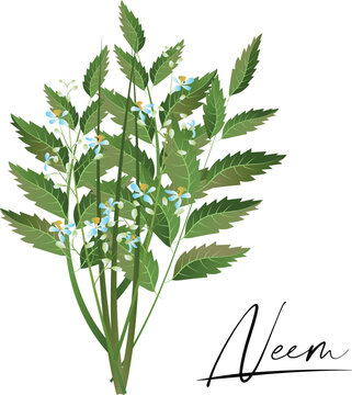 Neem or nimtree. Ayurvedic Herb. Health and Nature. medicinal plant. Design for essential oil, natural cosmetics, health care products, aromatherapy, homeopathy. For prints, poster, logo, tag, label