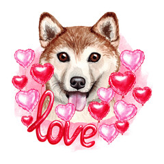 Valentines day Shiba Inu dog with love and hearts. Cute puppy illustration for dog lovers.