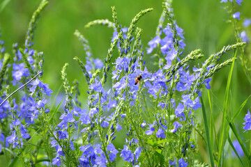 In nature, among the herbs grows veronica teucrium