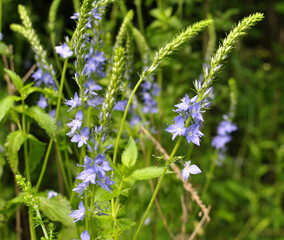 In nature, among the herbs grows veronica teucrium