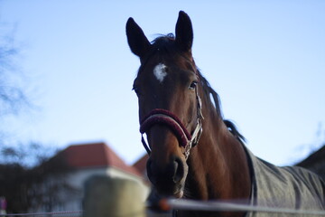 Obraz premium Horse