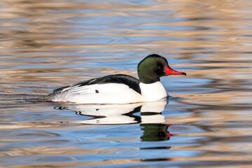 A Common Merganser duck drake floating in a pretty, colorful lake with soft blue and gold reflections. Close up view.