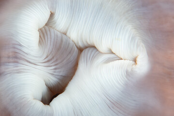 Detail of the mouth of a magnificent anemone, Heteractis magnifica, on a coral reef in Indonesia. Anemones, which are related to corals, are common throughout the Indo-West Pacific.