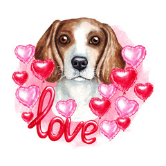Valentines day Beagle dog with love and hearts. Cute puppy illustration for dog lovers.