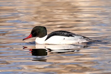 A Common Merganser drake with a pointy head crest lowers its head to take a drink of water. Viewed close up.