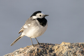 White wagtail 