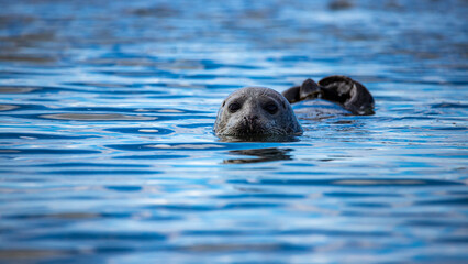 Fototapeta premium portrait of a sweet harbor seal pup emerging head from the water on ytri tunga beach in Iceland; sweet arctic wildlife, wild seal baby