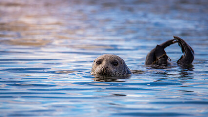 portrait of a sweet harbor seal pup emerging head from the water on ytri tunga beach in Iceland;...