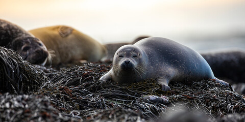 group of cute harbor seals relaxing lying on rocks on ytri tunga in iceland; cute arctic wildlife