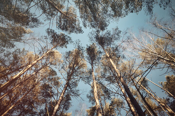 Bäume - Wald - Sicht 
