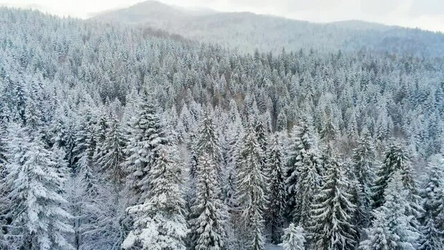 Aerial Perspective for Landscape and Forests in Luban Mountain range in Poland, Europe. Frosted Trees covered with Snow and Gorce area in background in Cold Winter time. 4k drone shot