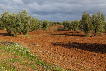 Olive trees in the fields of Extremadura