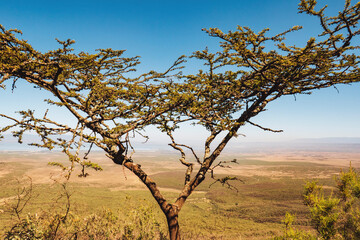 Fototapeta na wymiar Acacia tree against the background of Rift Valley in Naivasha, Rift Valley, Kenya