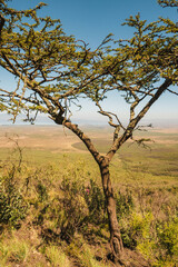 Obraz premium Acacia tree against the background of Rift Valley in Naivasha, Rift Valley, Kenya