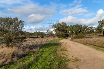 Cork oak trees in Extremadura