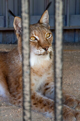 Beautiful portrait of a lynx looking into the distance.