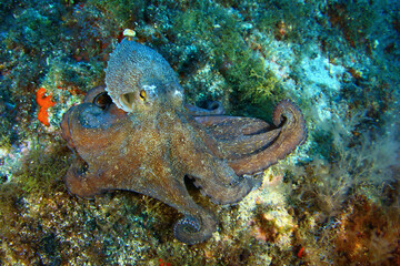 Pulpo sobre el fondo marino