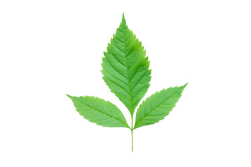 Green leaf