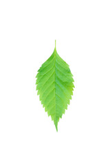 Fototapeta premium Green leaf