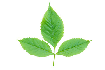 Green leaf