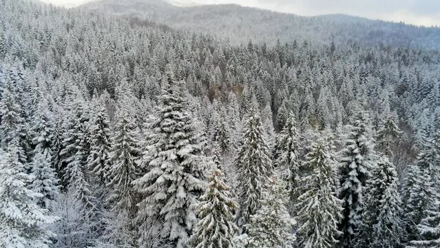 Coniferous Woods covered with Snow and Frost. Luban belt in background in cloudy Winter time. Nature Landscape of Snowy Forest in Gorce Mountain Range in Poland, Europe. 4k drone fly over shot