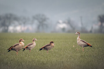 Cute goslings of the Egyptian goose or Nile goose (Alopochen aegyptiaca) grazing in the meadow
