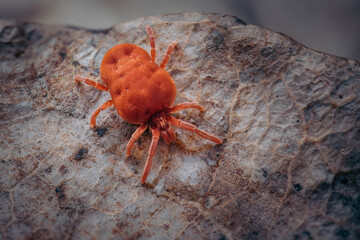 Velvet Mite - Trombidium holosericeum walking on a dry tree leaf