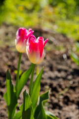 Obraz premium Beautiful pink fragrant tulip flowers bloomed on a sunny summer day on a flower bed in the garden. The beauty of nature.spring time. Beautiful ornamental flower garden.