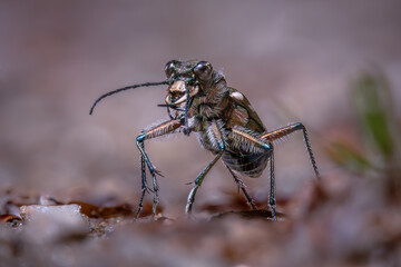 Beetle (Cicindela silvicola)