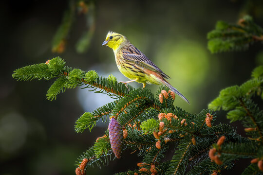 Male Yellowhammer (Emberiza citrinella) sitting on a branch in spring