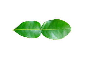 Fototapeta na wymiar kaffir lime leaves