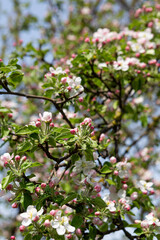 Spring fruits branches with flowers