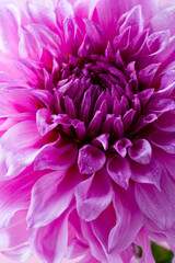 Close up of flowers petal purple with water drops natural background