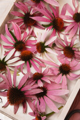 Echinacea purpurea freshly harvested flowers in white tray.