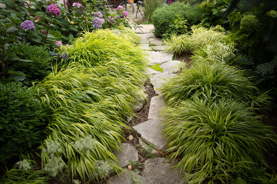 A limestone path separates borders of Hakonechloa macra Aureola, a shade loving beautiful  golden variegated grass and pink and blue bloomstruck hydrangeas