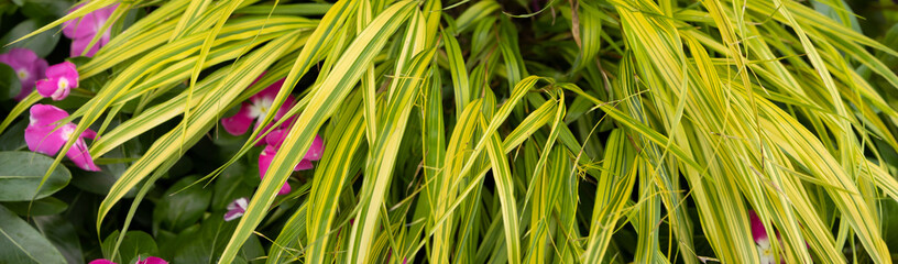 Horizontal banner of a Unique Planter Combinations for a Stunning Container Garden -  Hakonechloa macra Aureola, a shade loving golden variegated grass  with bright pink vinca flowers.
