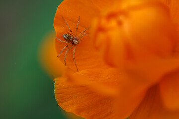 A tiny beautiful spider on the petals of a flower. Wild nature.