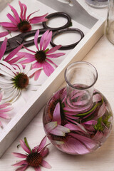 Echinacea purpurea freshly harvested flowers in white tray with scissors and chemical flask with tincture.