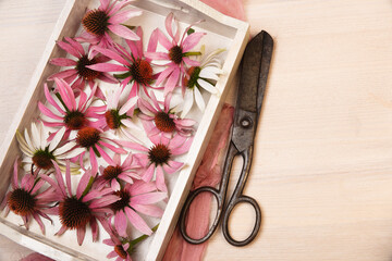 Echinacea purpurea freshly harvested flowers in white tray.