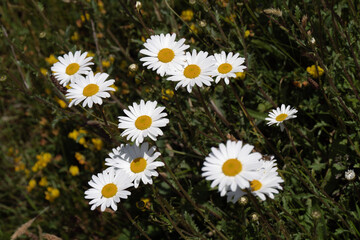 Fototapeta premium Beautiful chamomile flowers, closeup. Chamomile or camomile flowers