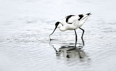 The Pied Avocet ( Recurvirostra Avosetta )
