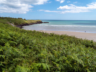 Dense vegetation on the shores of the Atlantic Ocean in Ireland on a fine day. Picturesque Irish seascape. Green plants near body of water