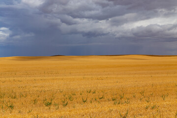 Fototapeta premium view of a crop field in Spain