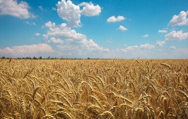 Wheat is the gold of the fields. Ripe spikelets of wheat. Wheat rises in price