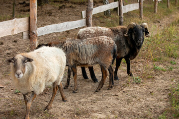 Fototapeta premium Sheep animal with spiral horns. Countryside rural area.
