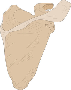 Right scapula, posterior (dorsal) aspect.