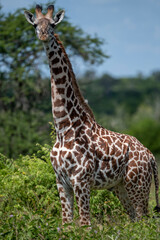 Naklejka na ściany i meble Africa - Giraffe among trees in Kenya National Park.