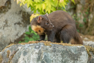 pine marten, Martes martes, on a rock in Scotland in the summer