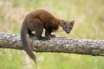 Fototapeta premium pine marten, Martes martes, on a tree in Scotland in the summer