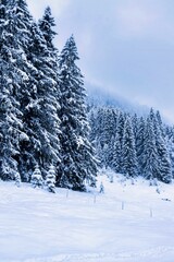 snowy trees in the allgäu, bavaria, germany